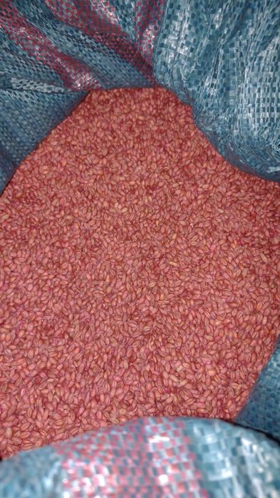 Pszenica oscista zaprawiona gotowa do siewu