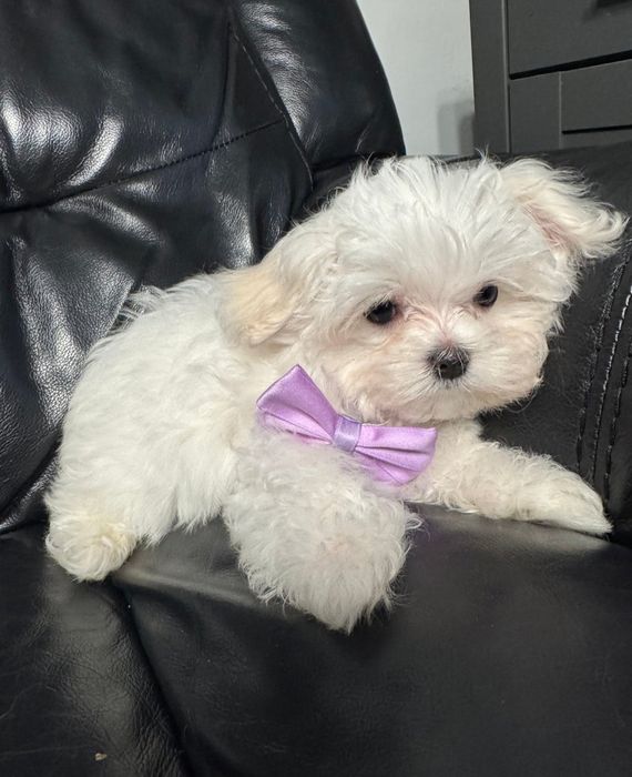 Maltańczyk Gotowy od 8 listopada