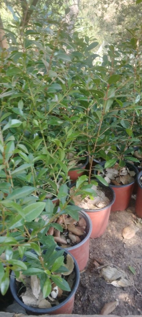 Eugenias para sebes  crescimento rápido folhas persistentes fácil