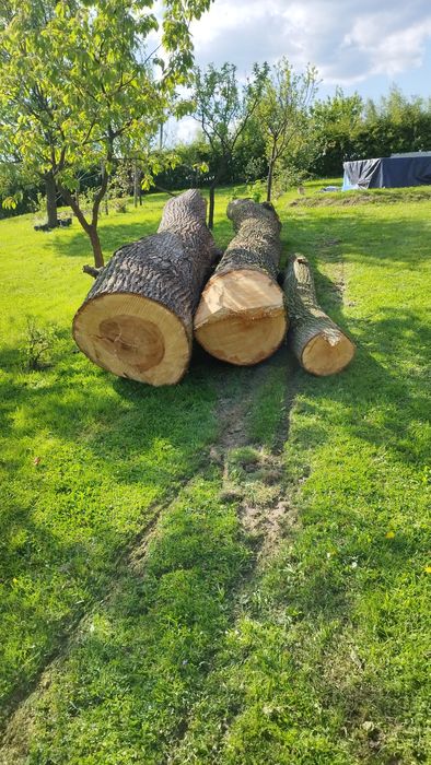 Sprzedam drzewo lipowe