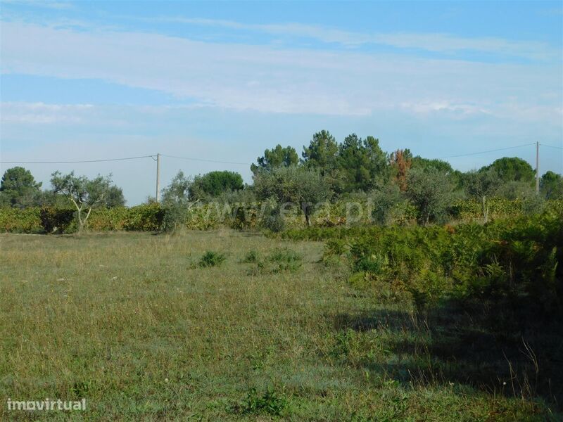 Terreno / Seia, Santa Marinha e São Martinho