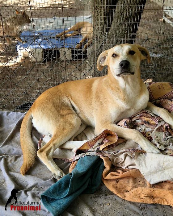 MANCHINHAS - Cãozinho para Adoção!