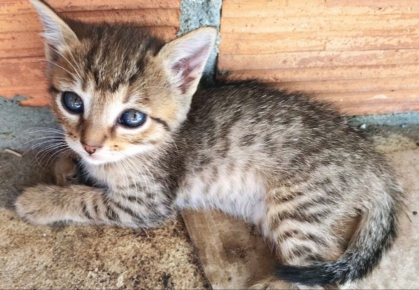 Oito gatinhos adoráveis! (machos e fêmeas)