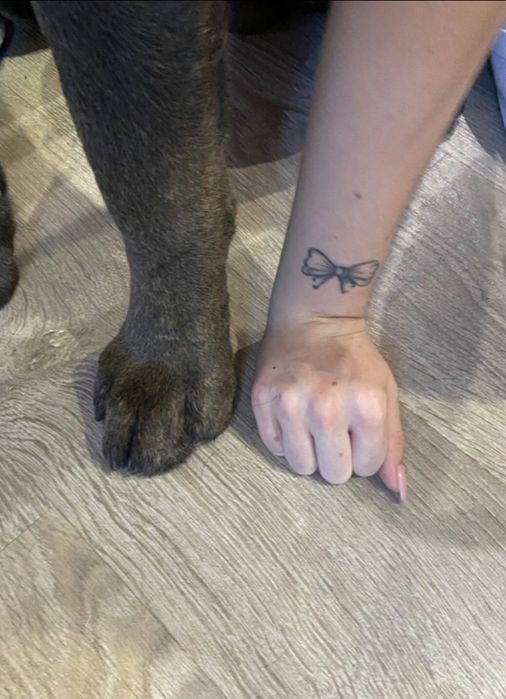 Кане Корсо . Вязка . Серый . КСУ