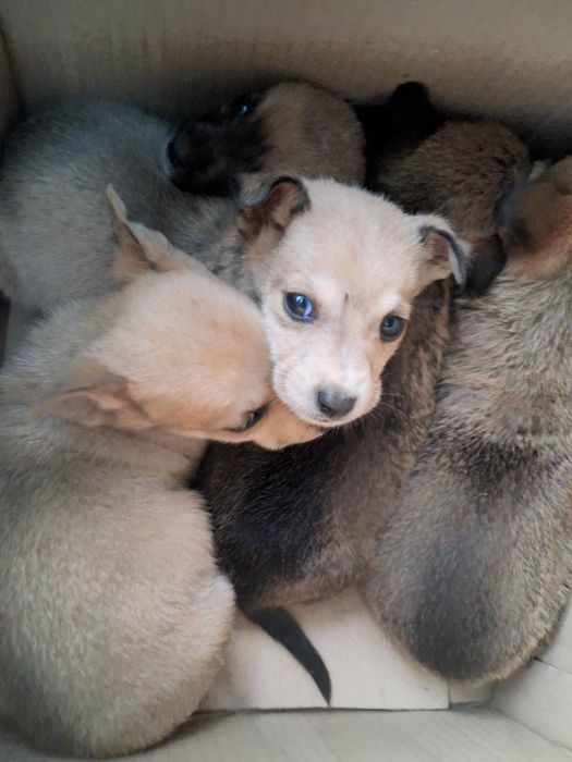 Безпритульні тваринки