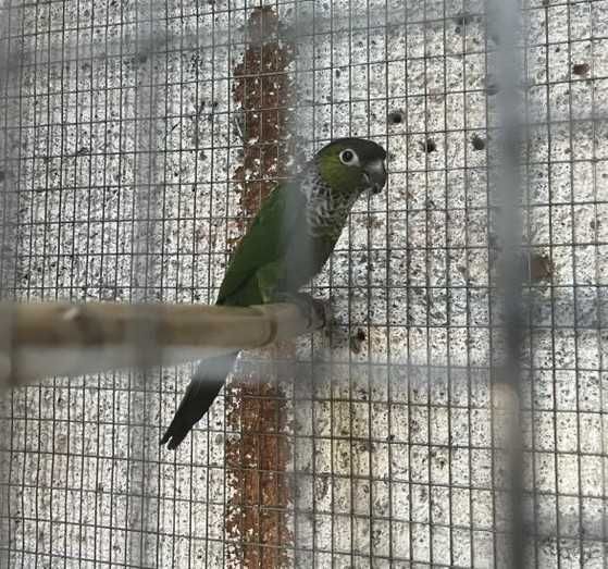 Vendo Caturras e Pyrrhura