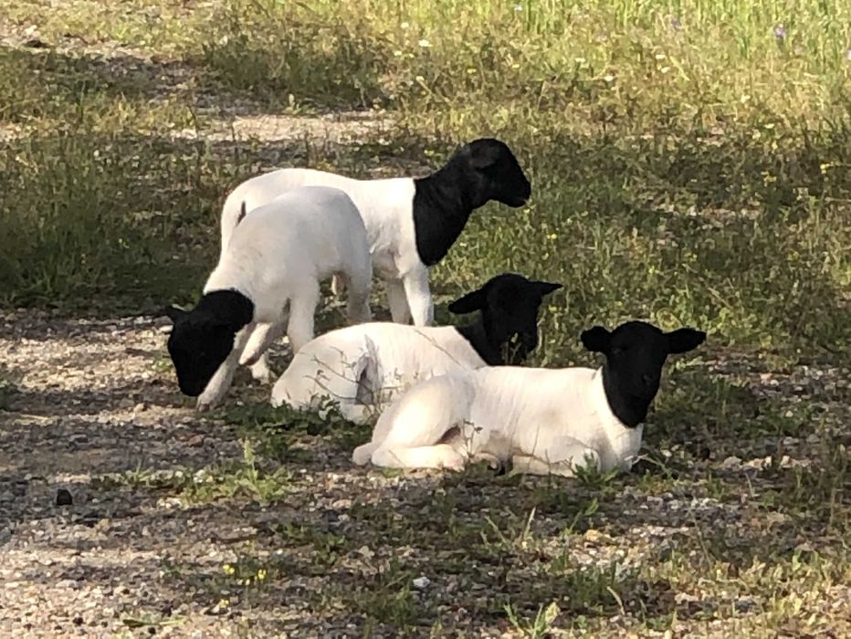 Raça Dorper: Vendemos  Borregos machos e femêas