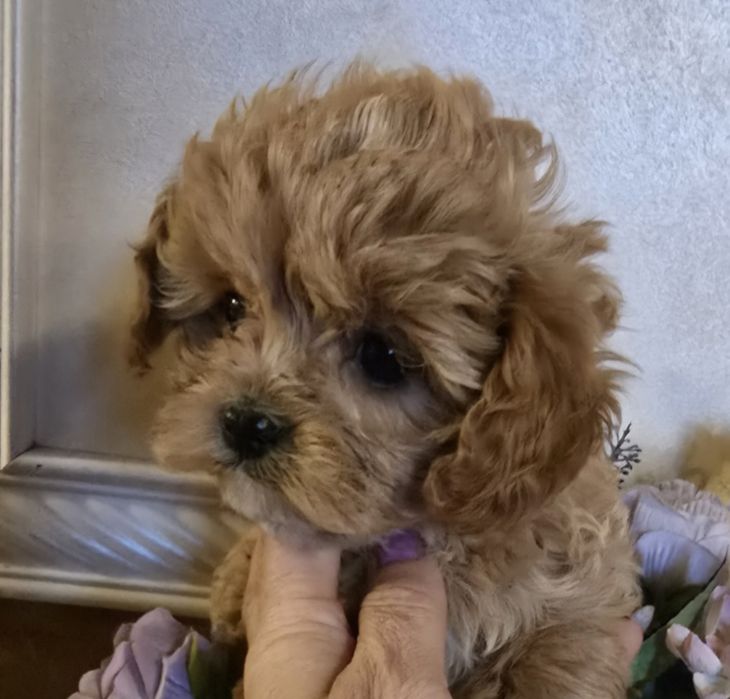 Cavapoo śliczna sunia mała