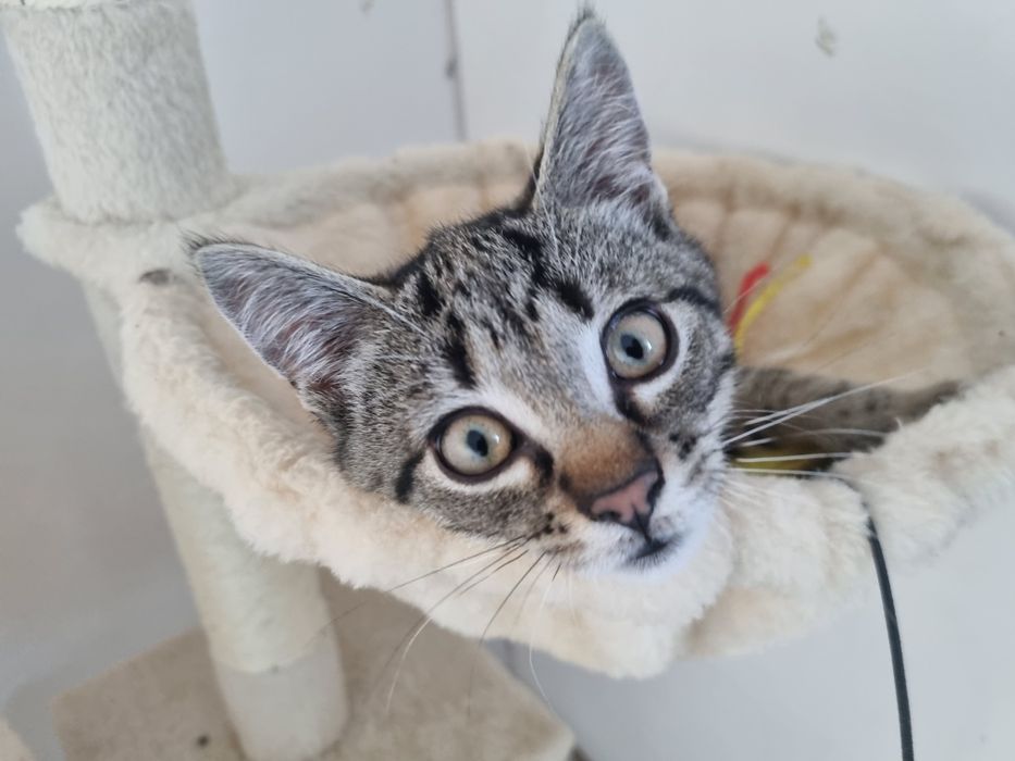 Dwa bure, młode kocurki do adopcji