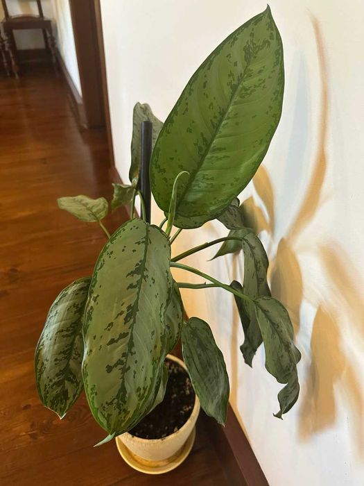 Продам кімнатну рослину Аглаонема Фридман