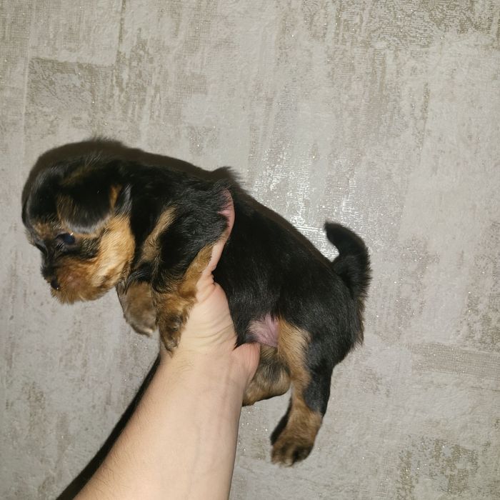 7500  Чудові цуценята йорки. Київ