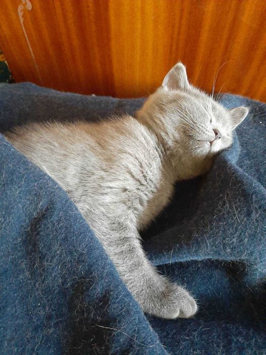 Продам кошеня шотландської породи, дівчинка