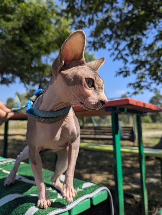 Сфінкс дівчинка не стерилізована