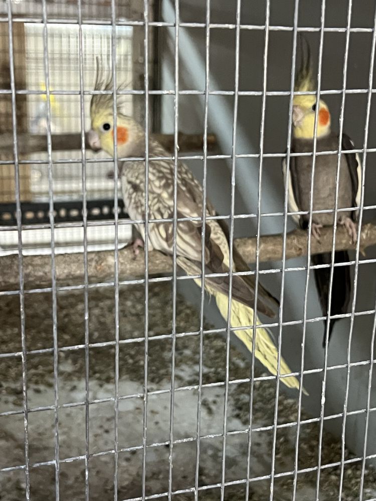 Casal caturras reprodutor