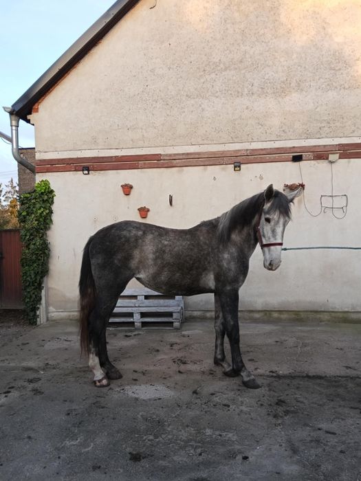 Sprzedam klacz 2 lata