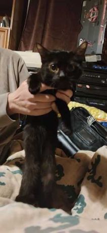 Kotek  czarny.Ma około 4 miesiące.