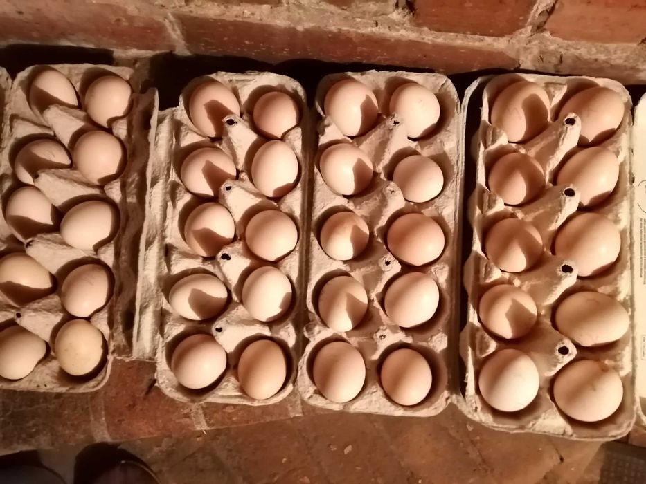 Sprzedam jajka Silek do wylegu