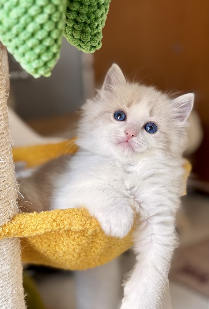 Kotka  Ragdoll - puchata lalka.