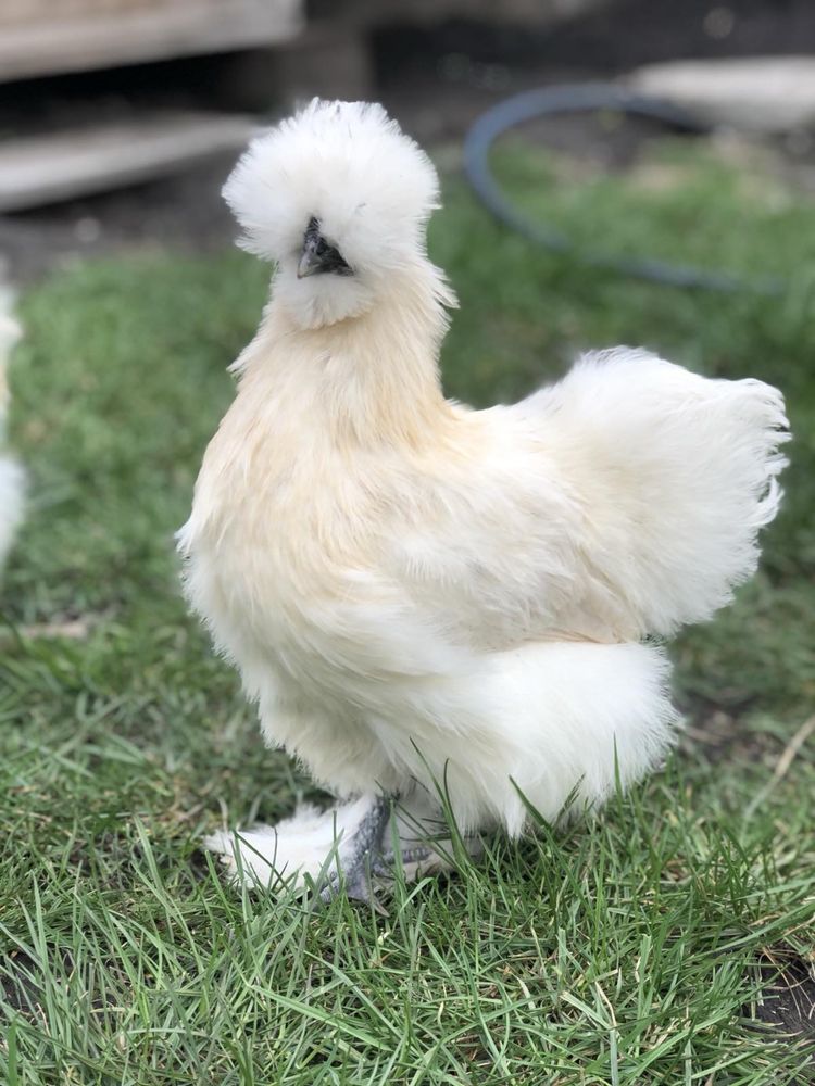 Кому купить китайские шелковые пуховые курицы цыплята яйцо