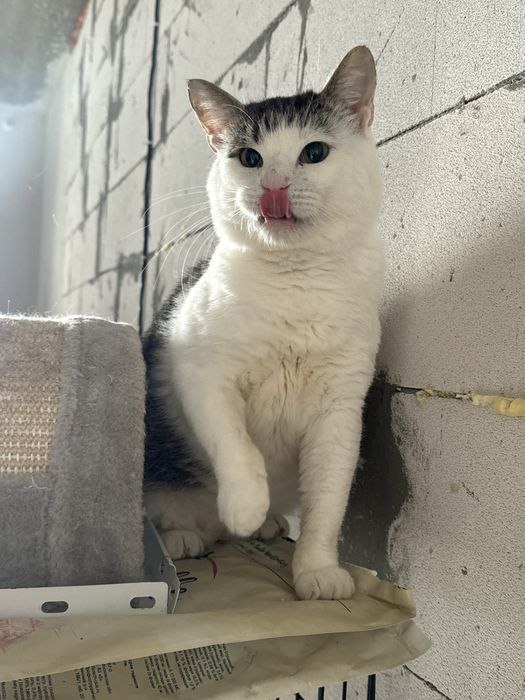 Котик в добрі руки