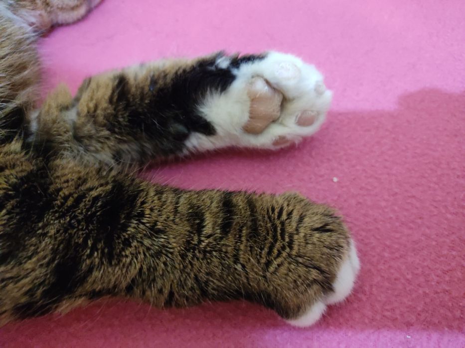 Kot bury miś miły kochany przyjaciel adoptuj