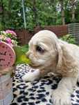 Cocker spaniel Amerykański FCI