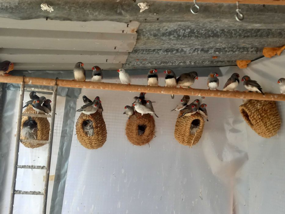 Mandarins jovem.. varias cores..machos e femeas