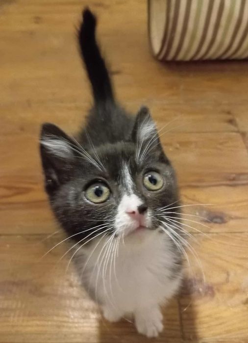 Trzymiesięczny kocurek mega grzeczny i przytulaśny