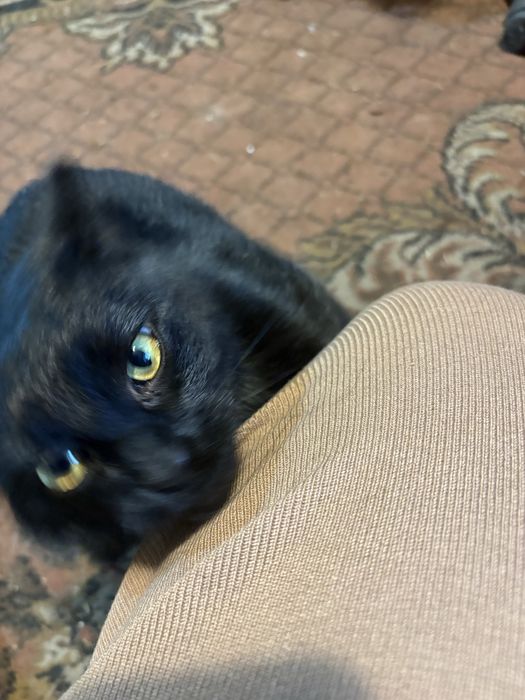 Mloda kotka szuka domu