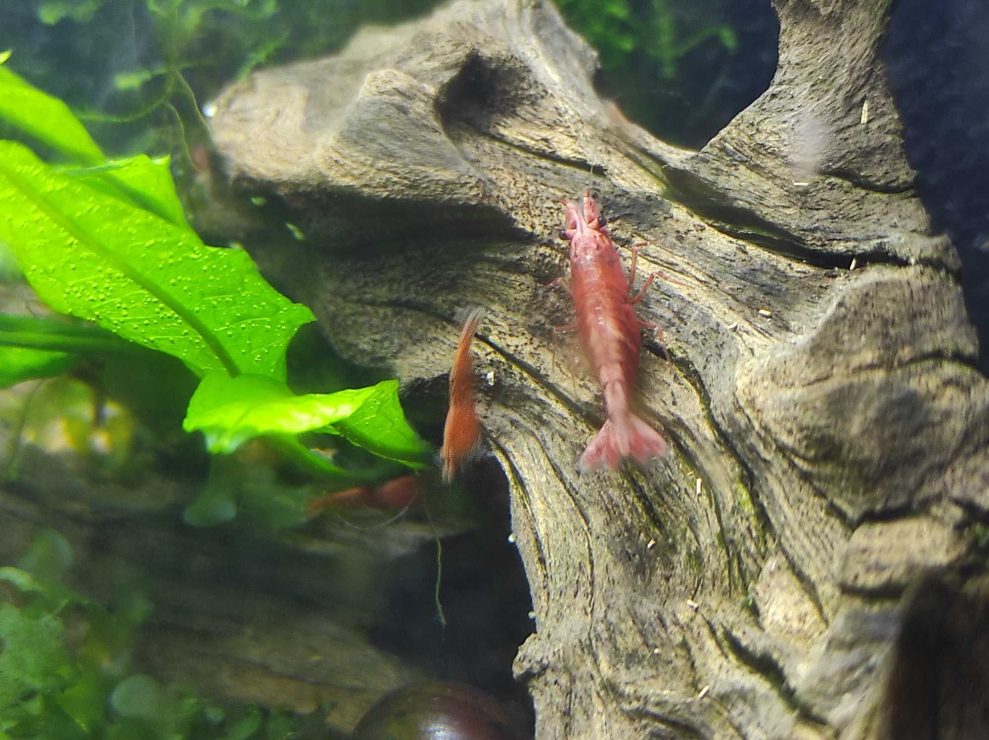 Camarões Neocaridinas Red Cherry Aquario