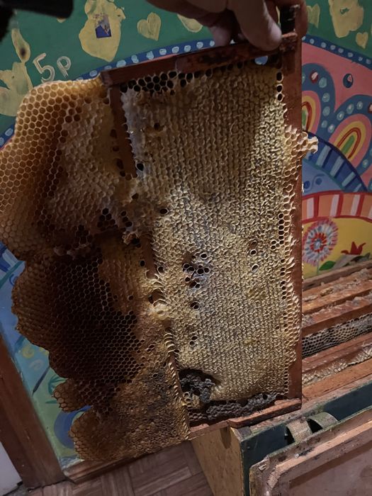 Продам медові рамки стільники