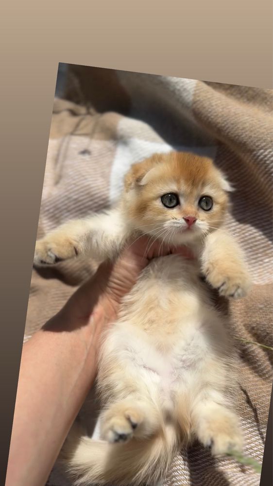 Фолд пород висловушки шотландські кошенята золота шиншила