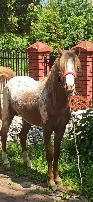 Piękny kuc,zaprasza klacze100