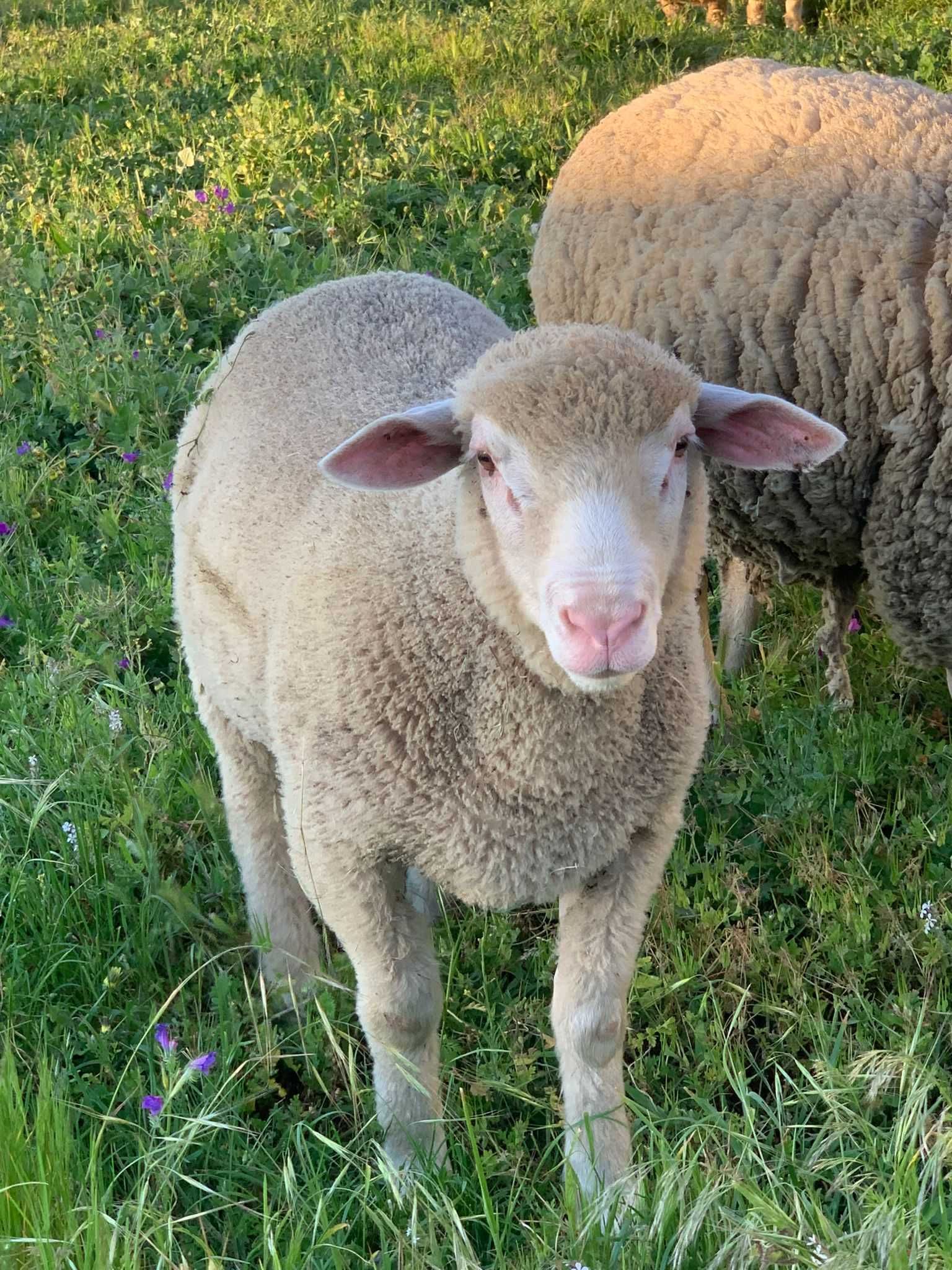 Borrego ile de france