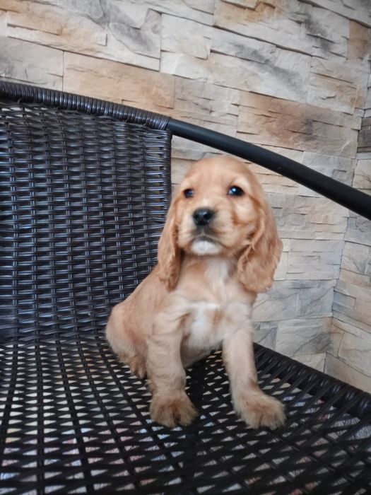 Cocker spaniel angielski piesek