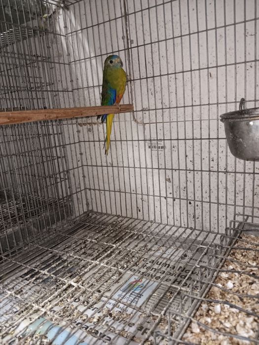 Pyrrhura hypoxantha azul e turquosines