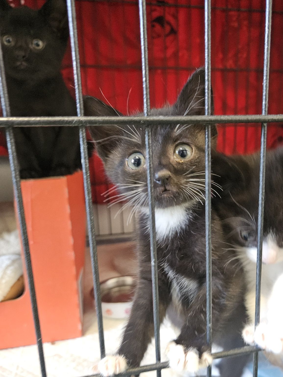 Kotki do adopcji, kot, kotka, adoptuj