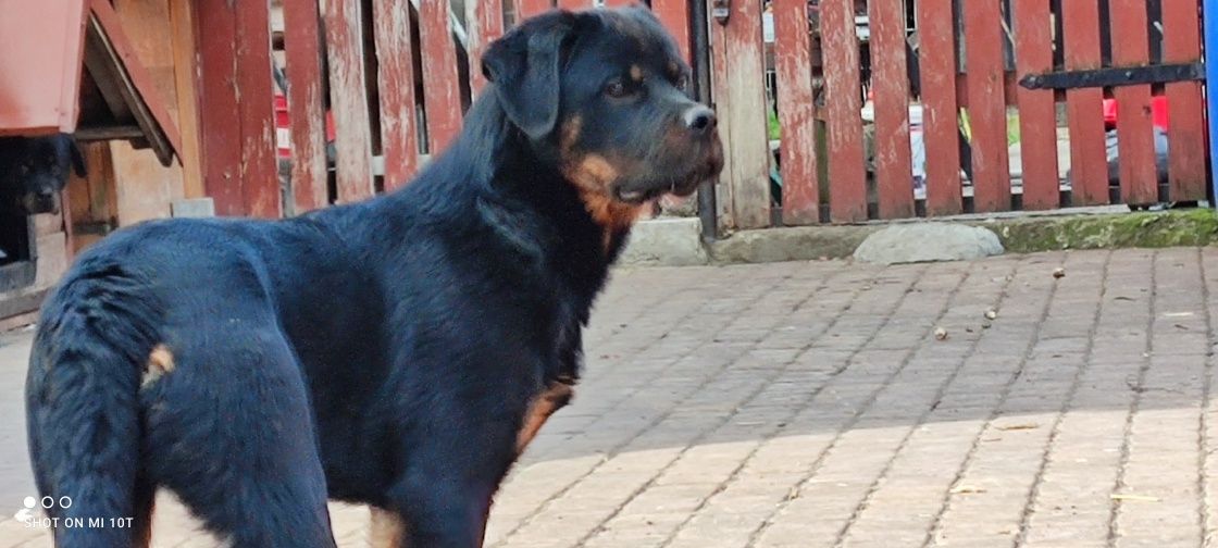 Suczki rottweiler 6 miesięczne z metryką