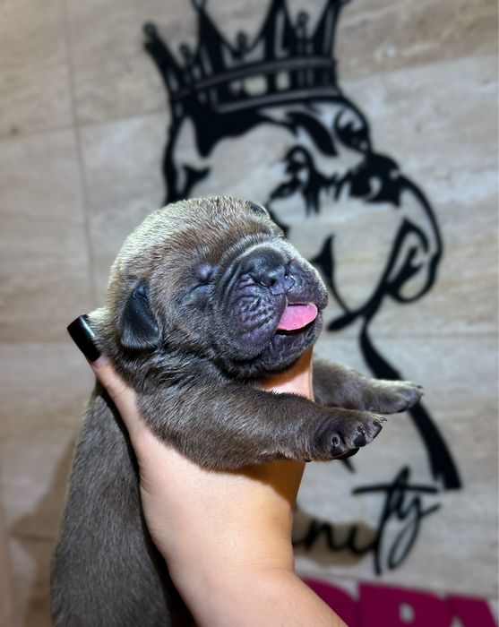 Infinity Glory Amazonian Lion! Шикарный , крупный кобель Кане Корсо