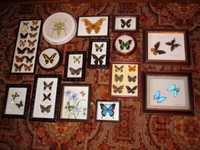 Коллекция насекомых и бабочек. Бабочки в рамке. Настоящие.