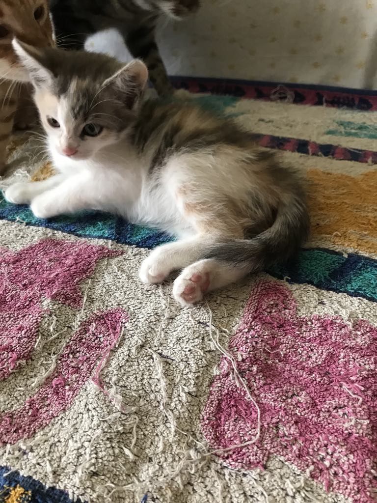 Кошеня. Кіт. Киця.