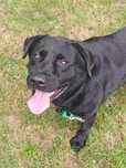 Oskar- czarny, dorosły labrador do adopcji