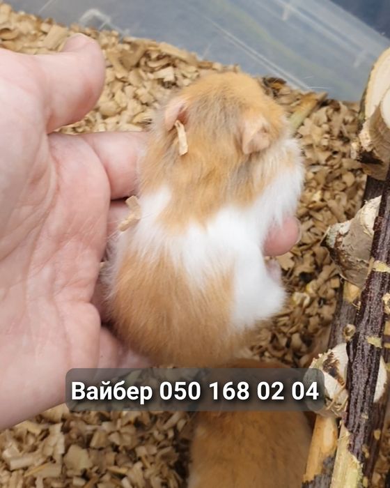 Хомячки рыжие, персиковые, королевские пушистые хомяк джунгарский