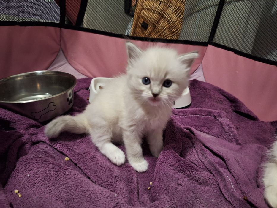 Ragdoll- chłopczyk blue point mitted lynx