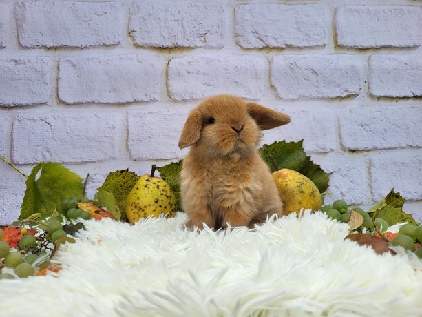 Króliczki Mini Lop. Króliczki domowe, miniaturka, karzełek.