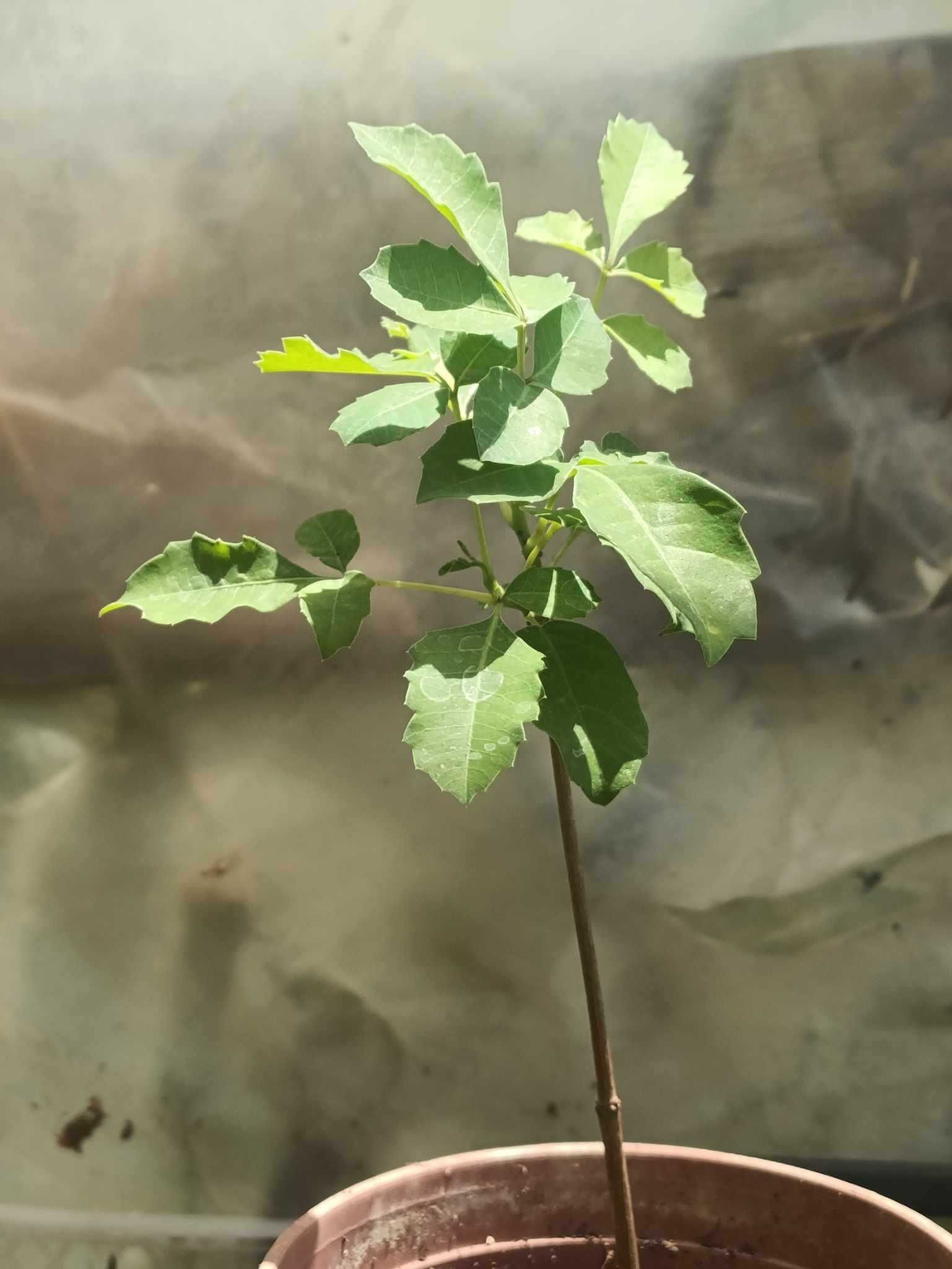 vendo planta marula- Sclerocarya birrea