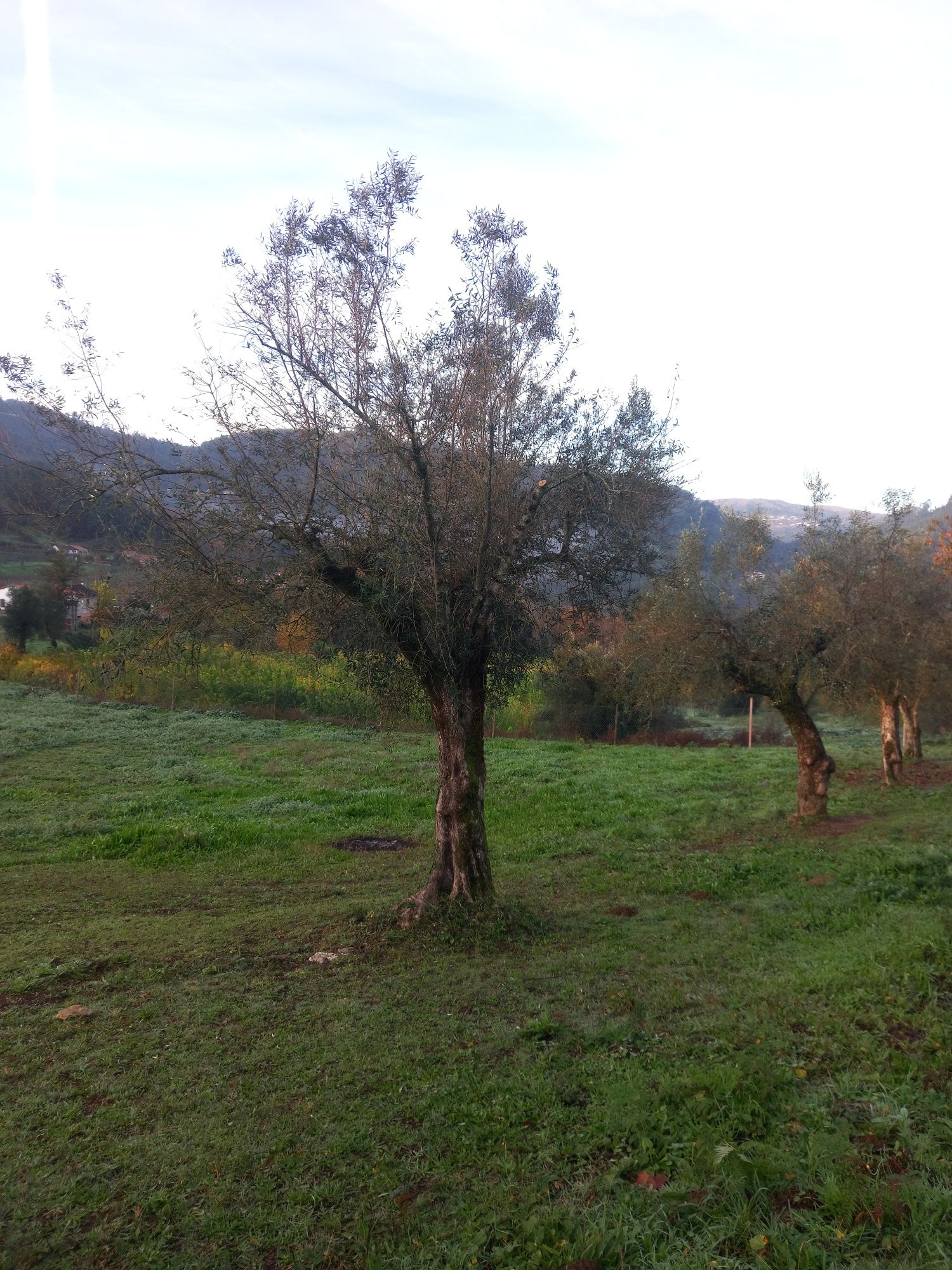 Oliveiras grande porte