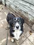 Border collie mix 4 letni, do domu z ogrodem