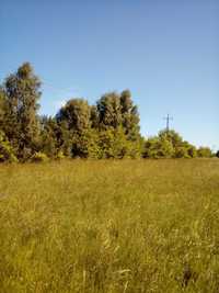 Działka rolna grunt 1,26 ha (12 600 m2) Marzenin, gm. Sędziejowice.