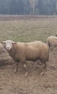 Baran Merynos sprzedam